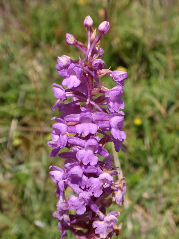 Gymnadenia conopsea